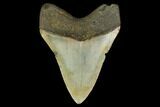 3.44" Fossil Megalodon Tooth - North Carolina - #131602-1